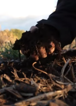 Témoignage de Louis Julian vigneron N&amp;P dans le Gard, sur le travail du sol